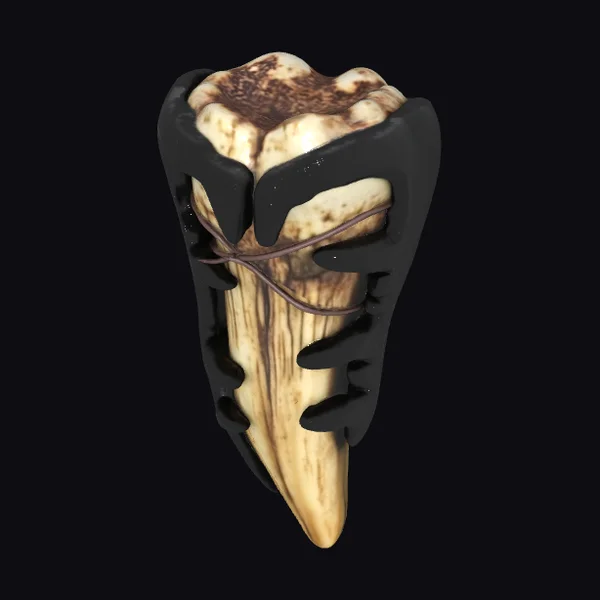 Fossilized Tooth Artifact
