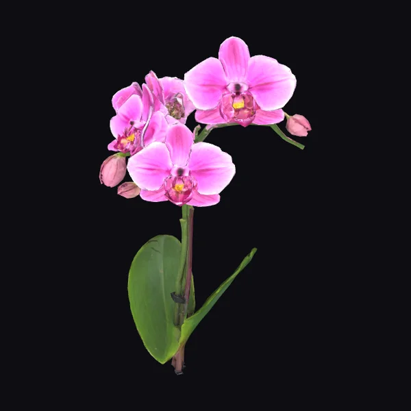 Pink Orchid Flower Stem