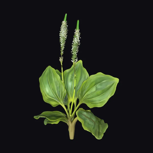 Green Plant with White Blooms