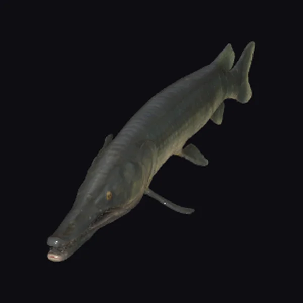 Ancient Fish Creature