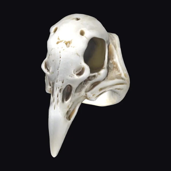 Raven Skull Ring