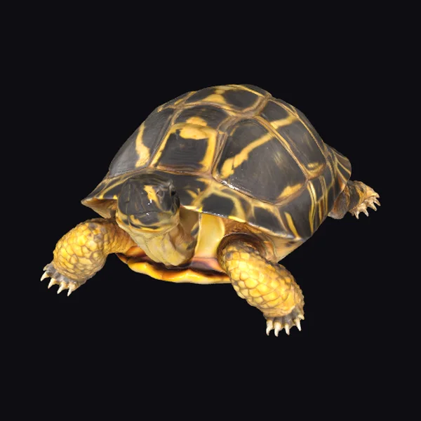 Radiated Tortoise