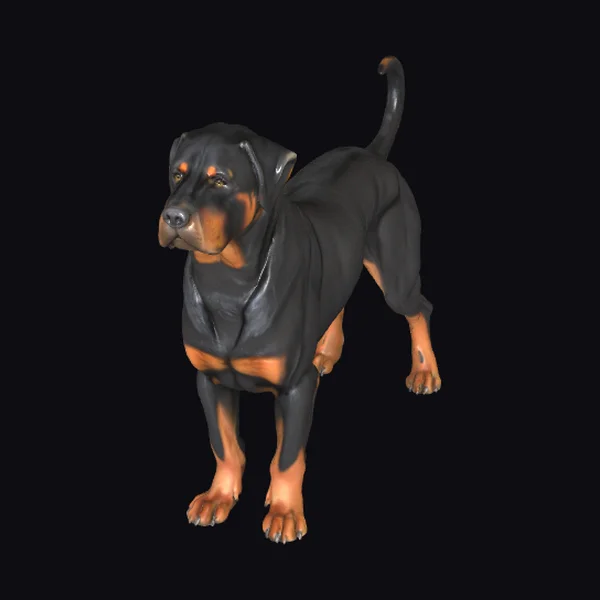 Rottweiler Dog Standing