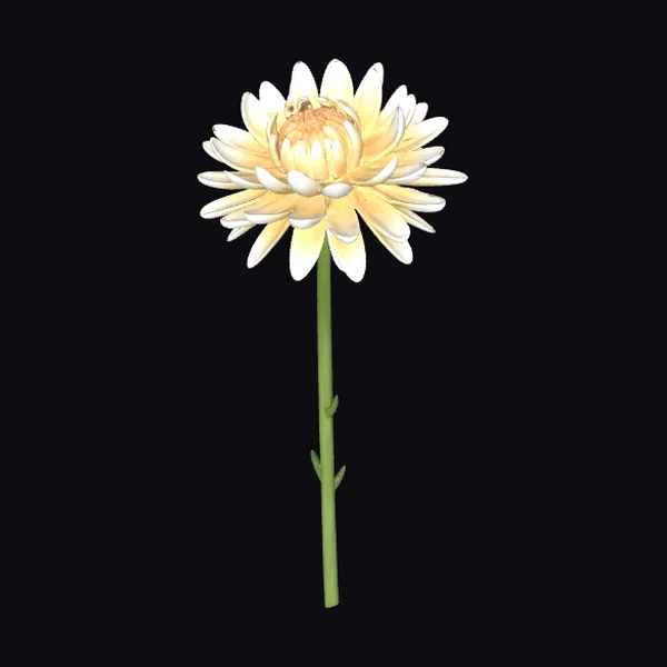 White Chrysanthemum Flower