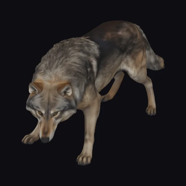 Gray Wolf in Motion