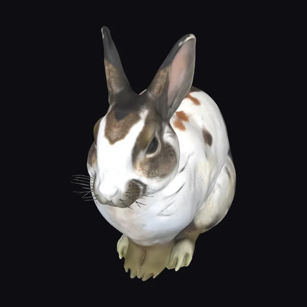 Cute Brown White Bunny