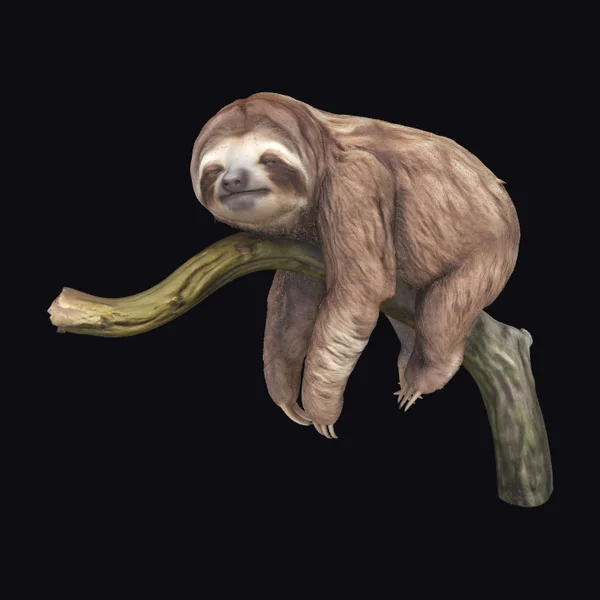 Sloth on Branch