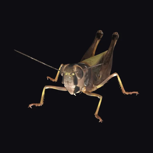 Brown Grasshopper Close-up