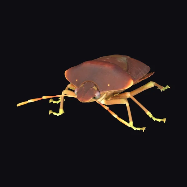 Brown Insect Closeup