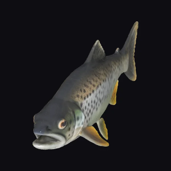 Brown Trout Fish
