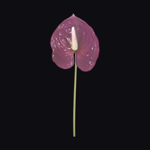 Purple Anthurium Blossom