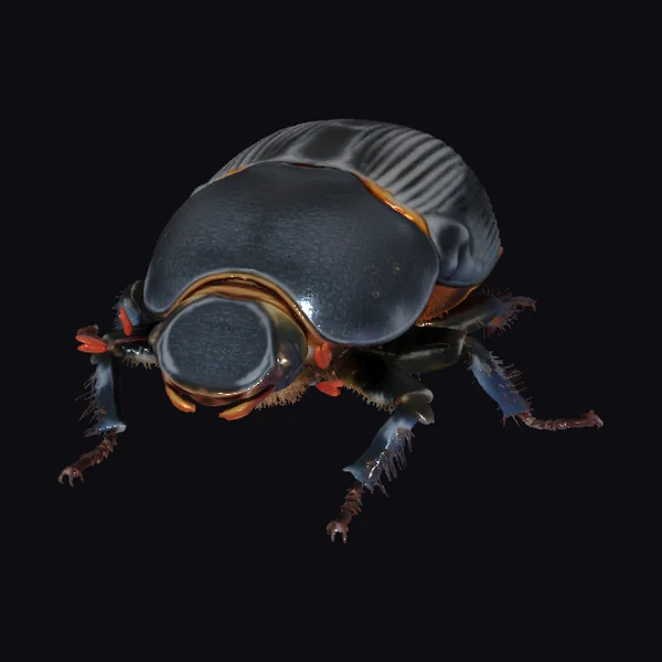 Majestic Black Beetle