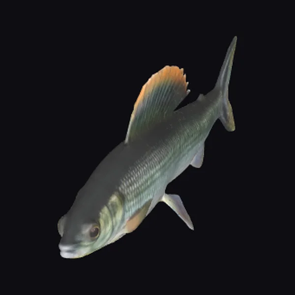 Gray Fish with Orange Fin