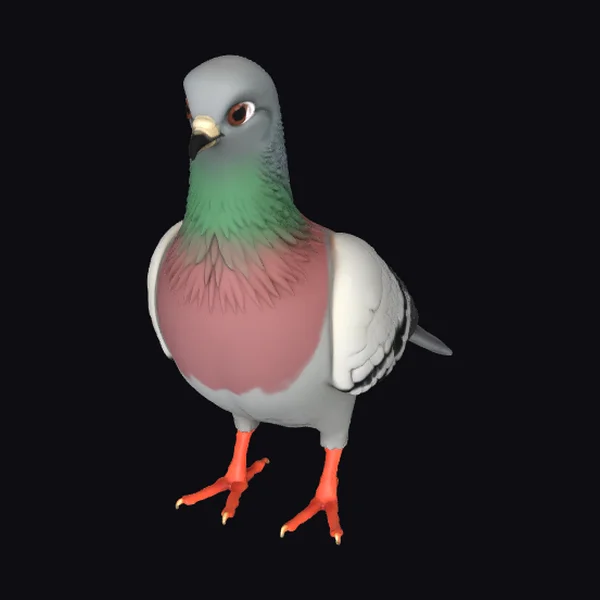 Colorful Pigeon Bird