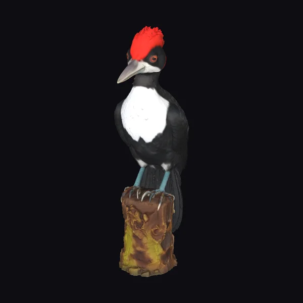 Crimson Crested Woodpecker