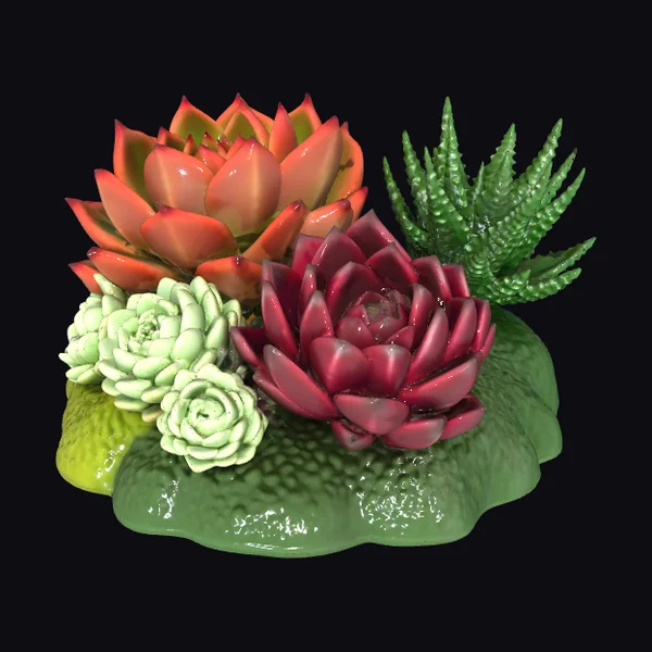 Succulent Plant Arrangement