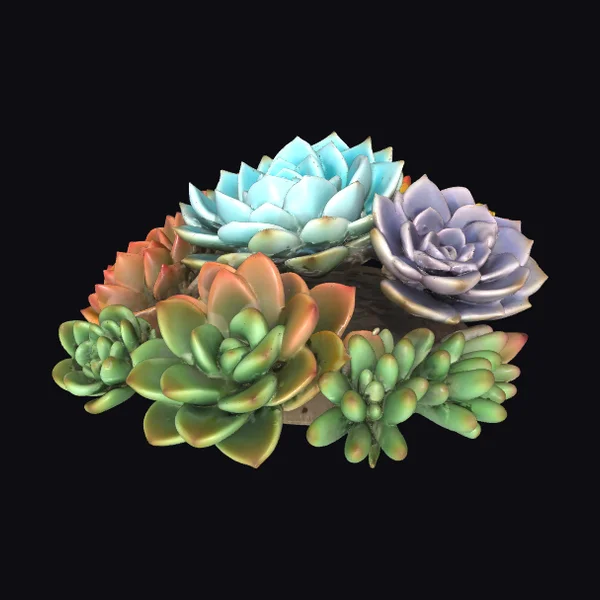 Succulent Plant Arrangement