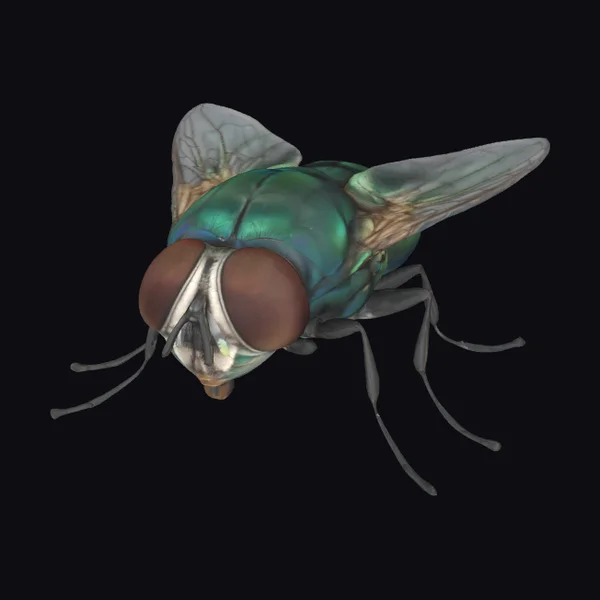 Iridescent Green Fly