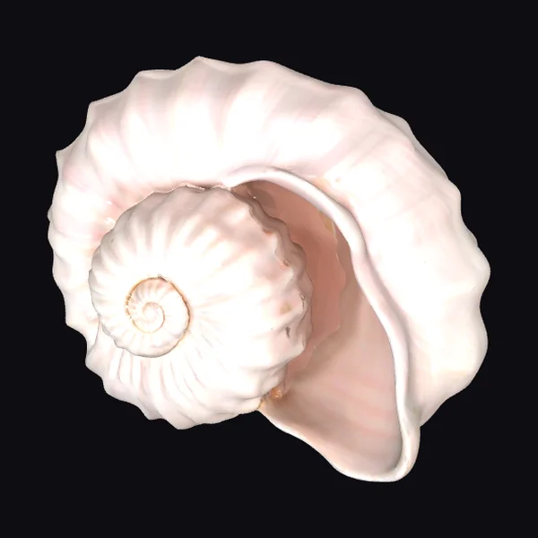 Large Pink Sea Shell
