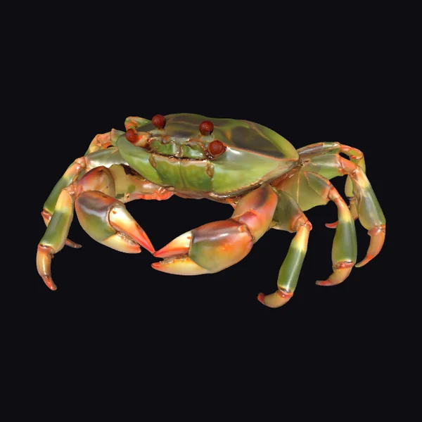 Green Crab with Red Eyes