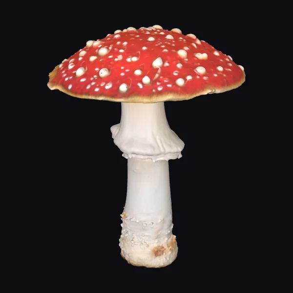 Red Spotted Mushroom