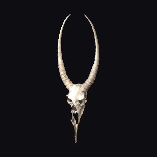 Horned Animal Skull
