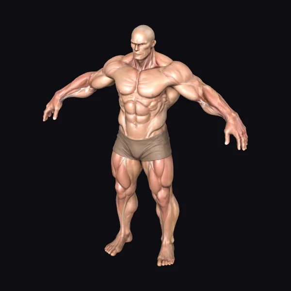 Muscular Male Physique