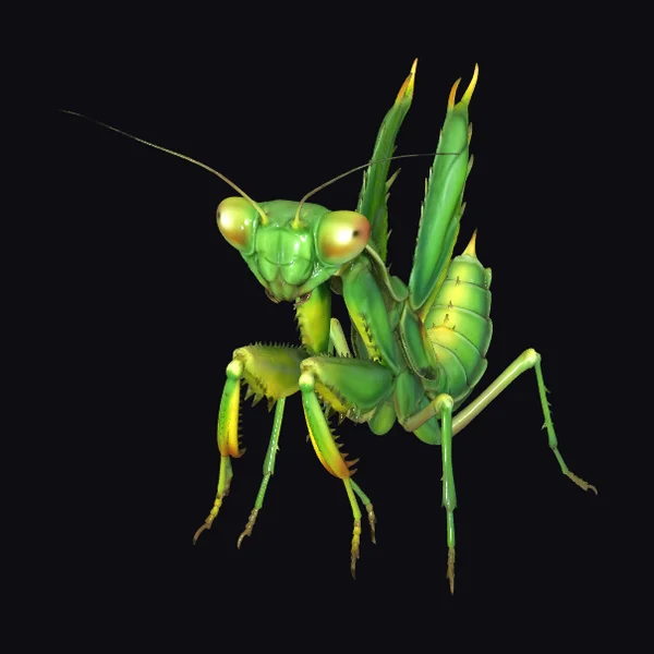 Green Praying Mantis