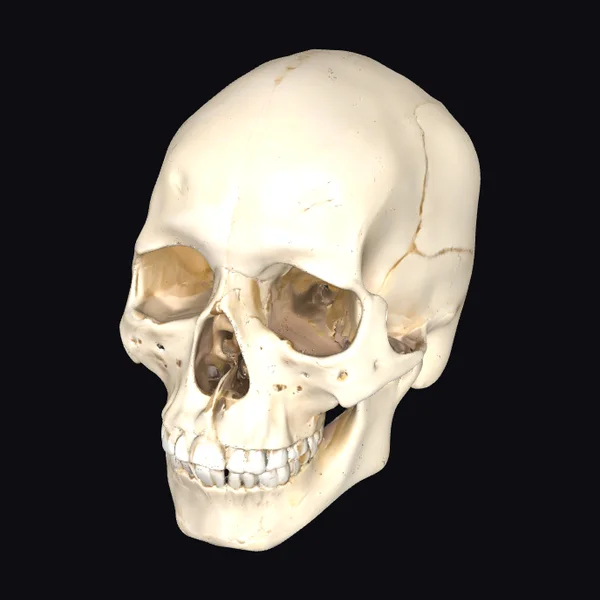 Human Skull Mandible Bones