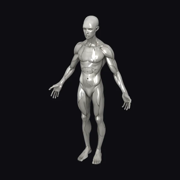 Muscular Male Anatomy