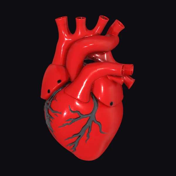 Anatomical Heart Model