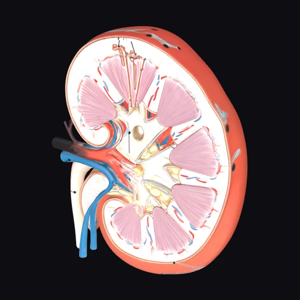 Cross Section Kidney