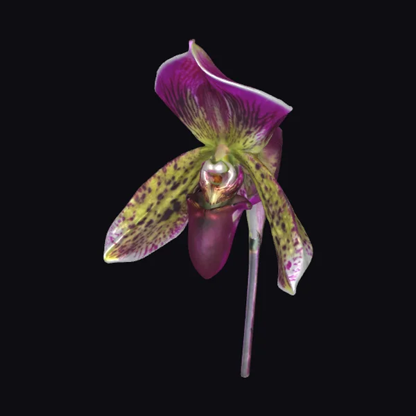 Exotic Purple Orchid Flower