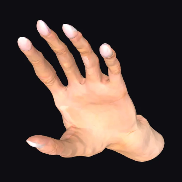 Human Hand with Fingers