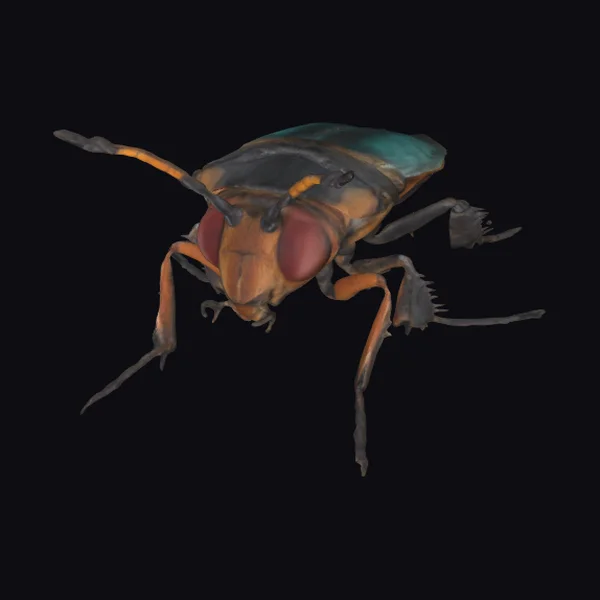 Insect Head Close Up