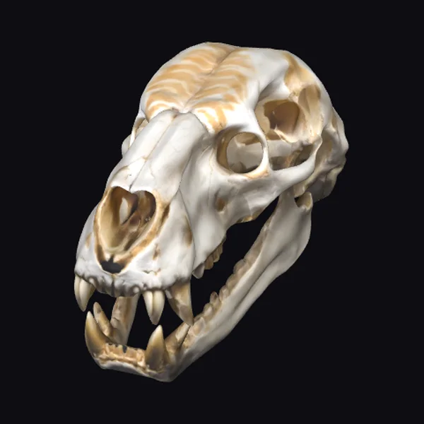 Tiger Skull