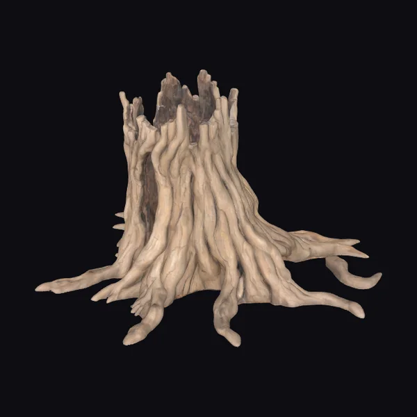 Ancient Tree Stump