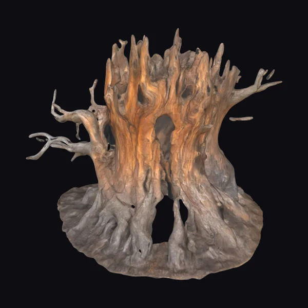 Ancient Tree Stump Ruin