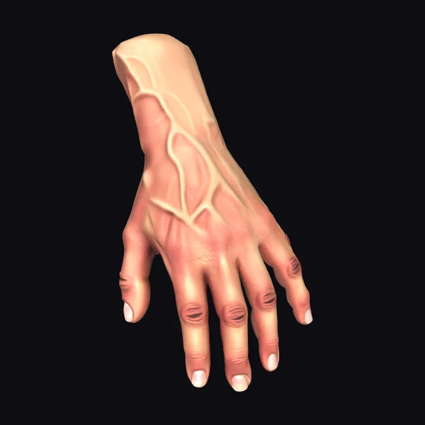 Detailed Male Human Hand