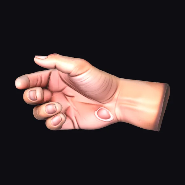 Detailed Male Hand Anatomy