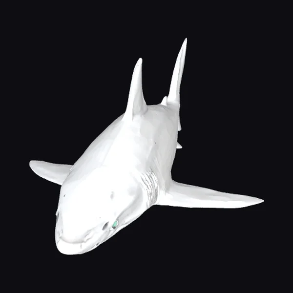 Gray Shark