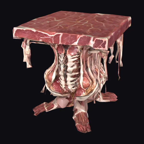 Anatomy Table
