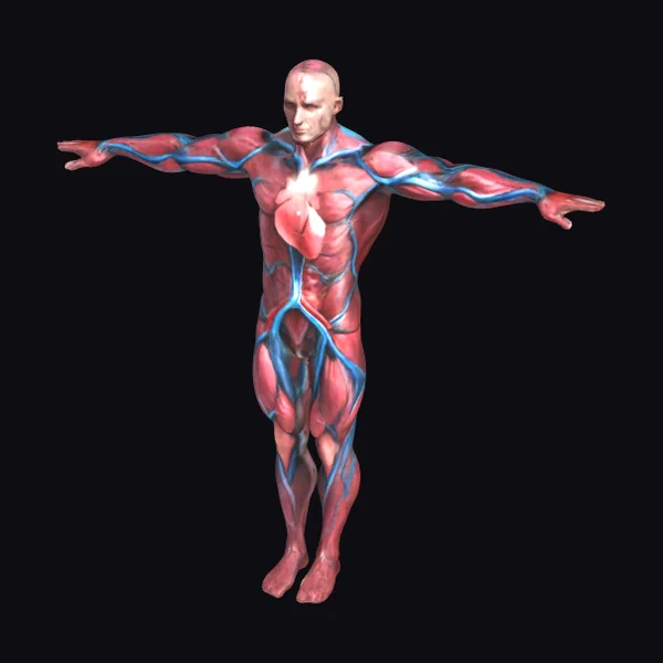 Anatomical Male Body