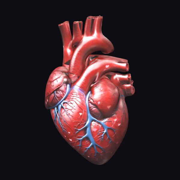 Anatomical Human Heart