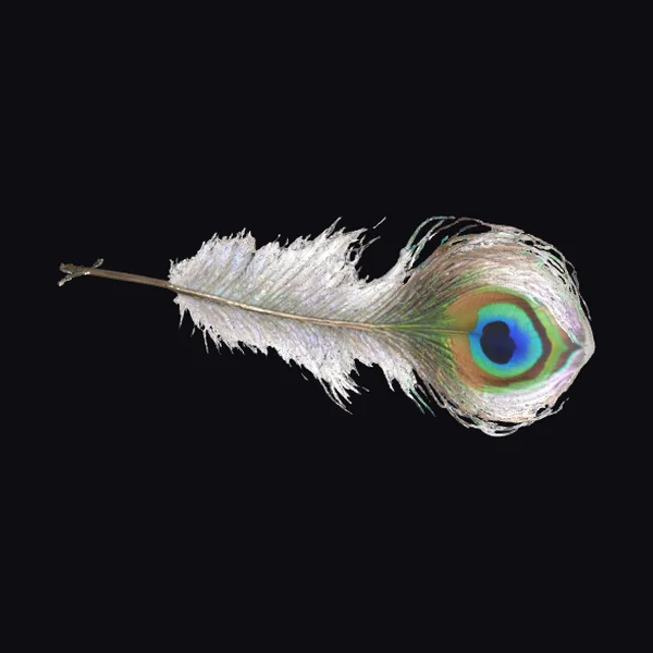 Vibrant Peacock Feather