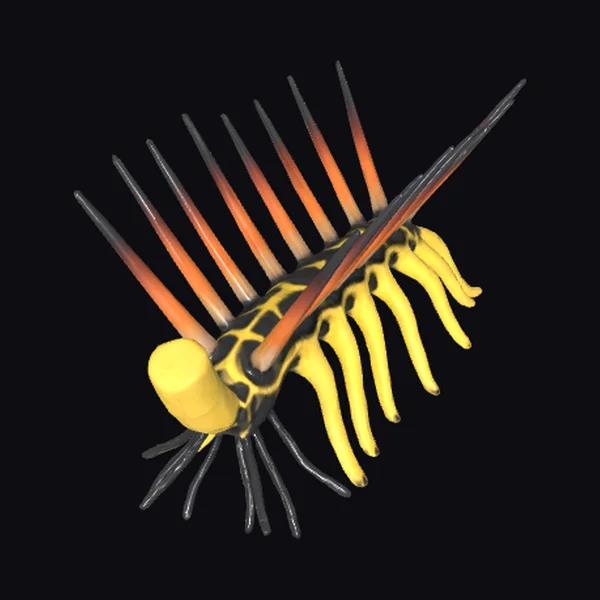 Ancient Cambrian Worm