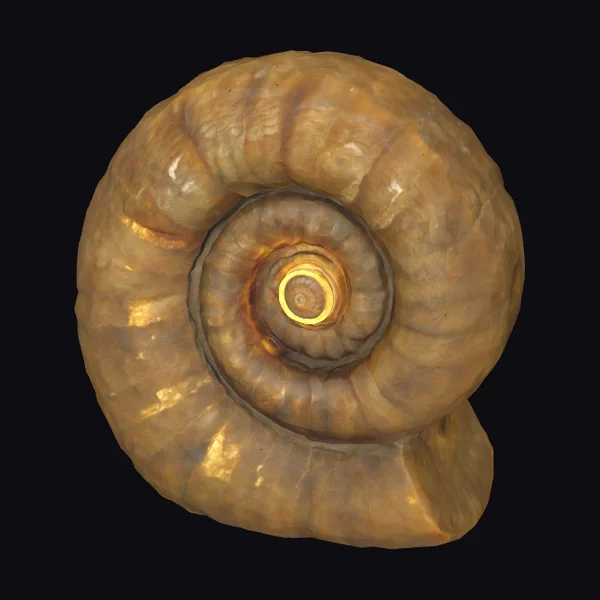 Glowing Ammonite Shell