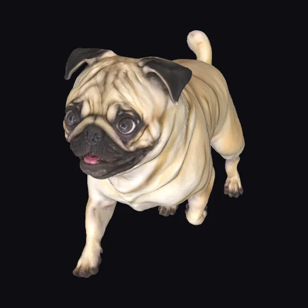 Running Pug Dog