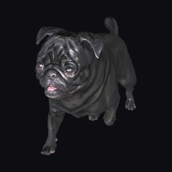 Black Pug Running