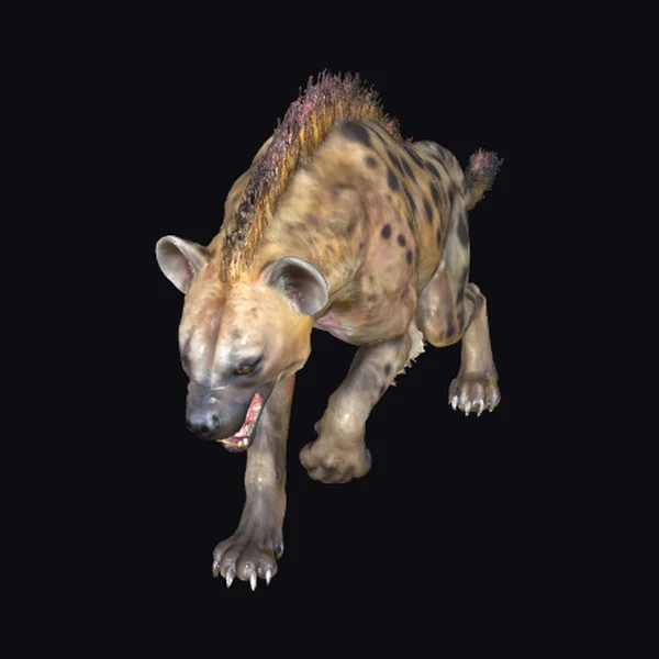Spotted Fierce Hyena